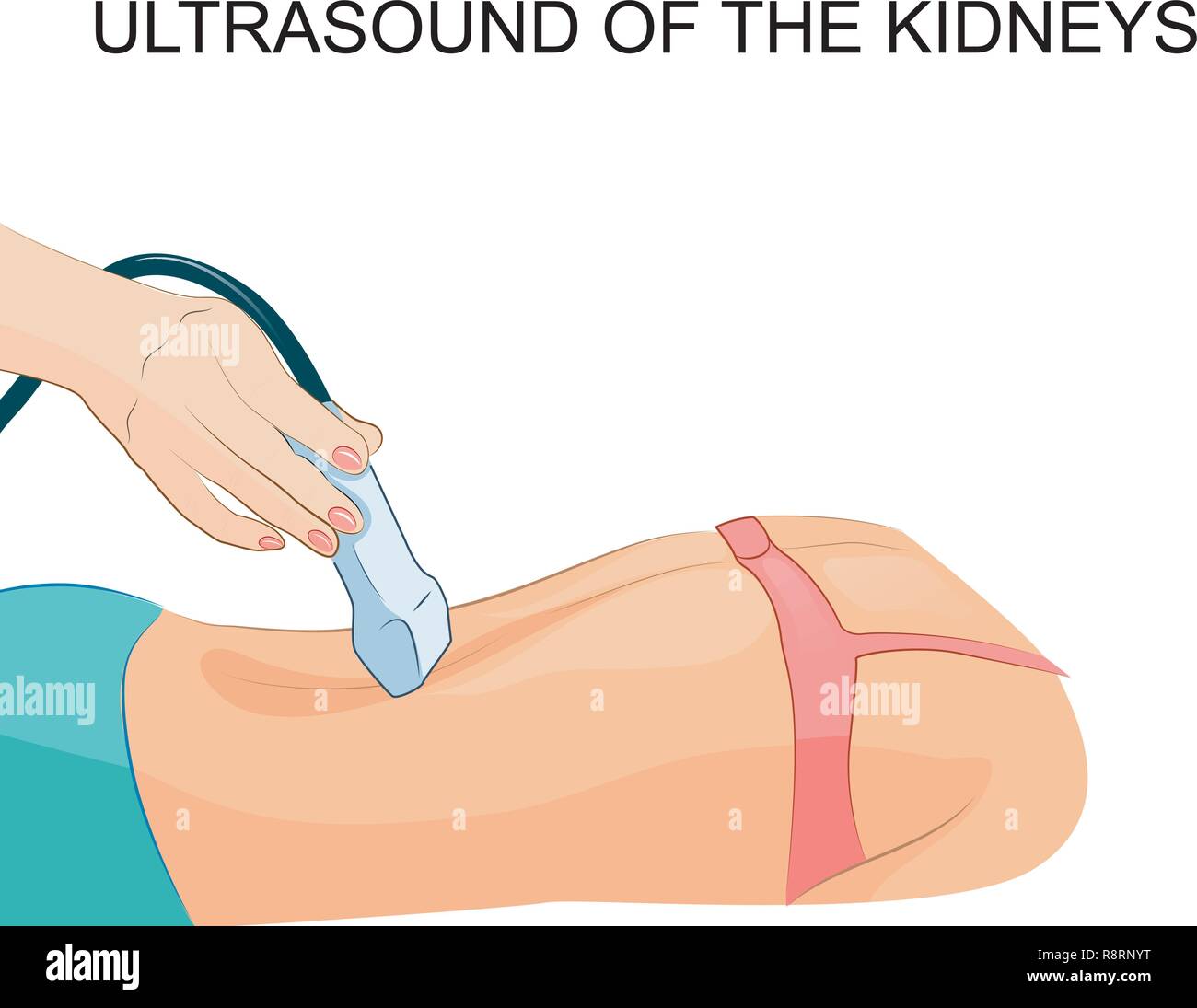 vector illustration of an ultrasound of the kidneys Stock Vector