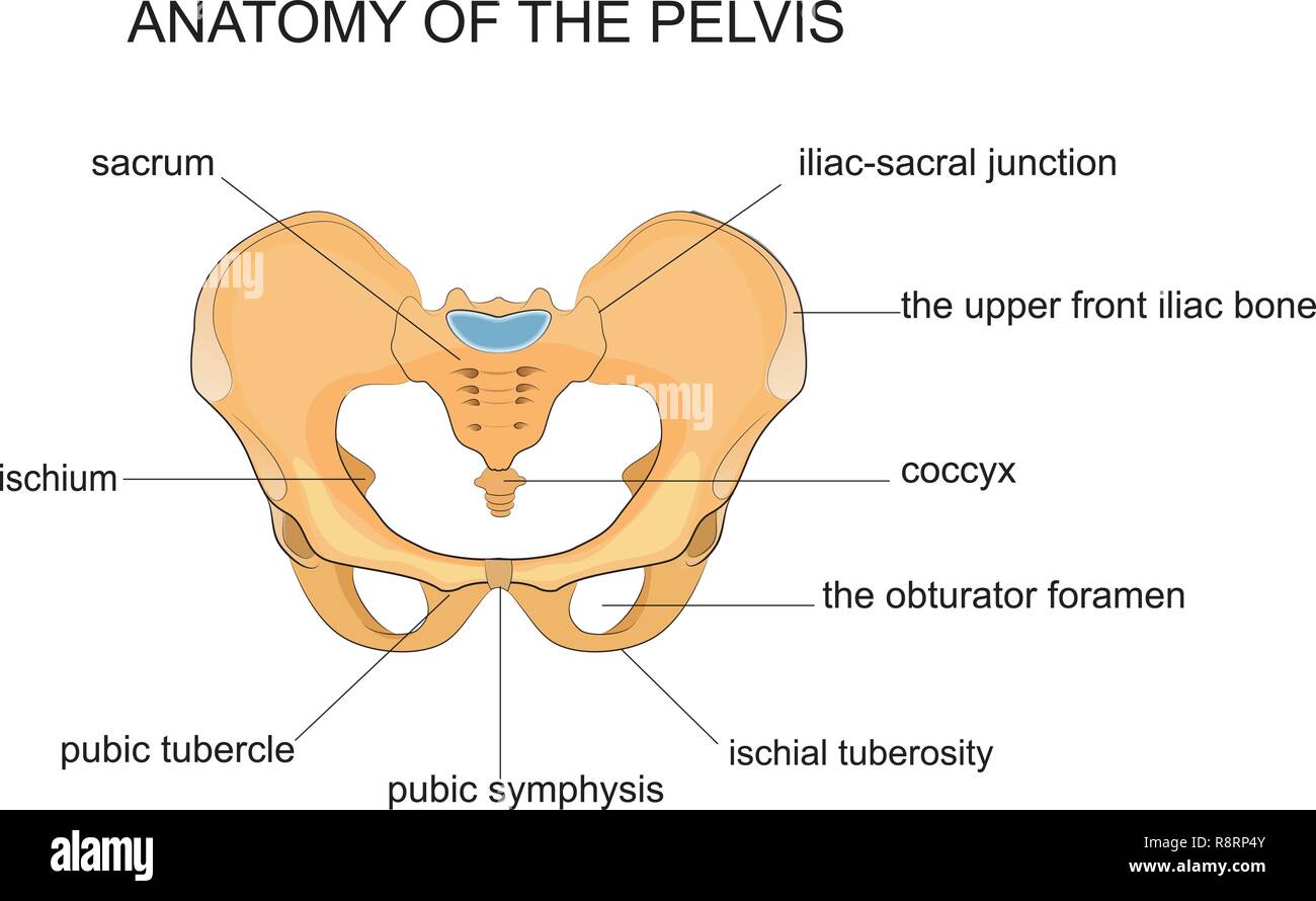 vector illustration of anatomy of the pelvis Stock Vector