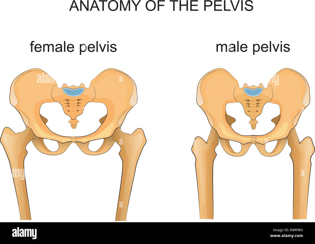 Real Female Pelvic Bone Anatomy - Human Anatomy