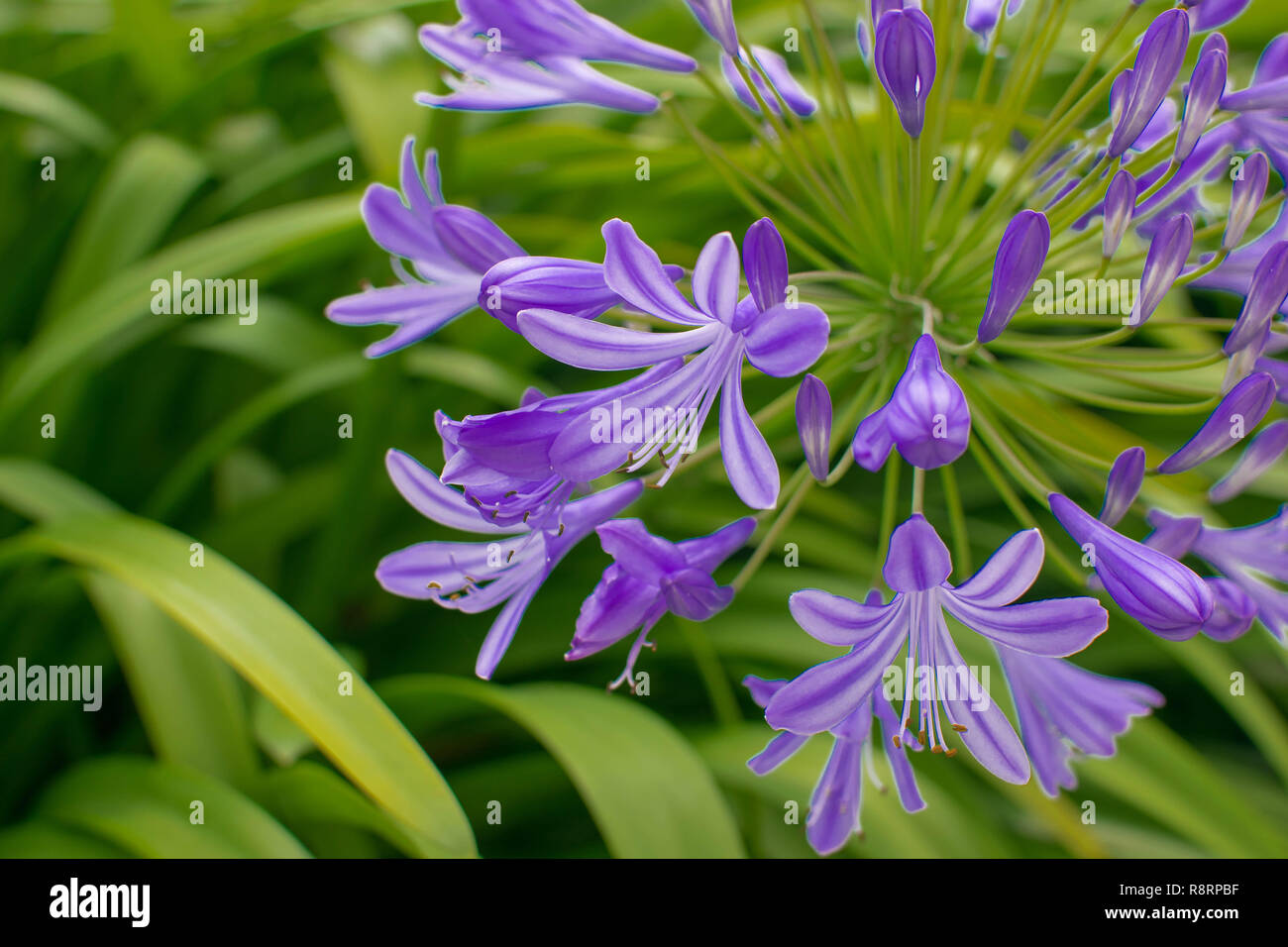 Agapanthus africanus is the flower of love. It is a summer flower for gardens. The flowers in Bloom are blue or mauve. Stock Photo