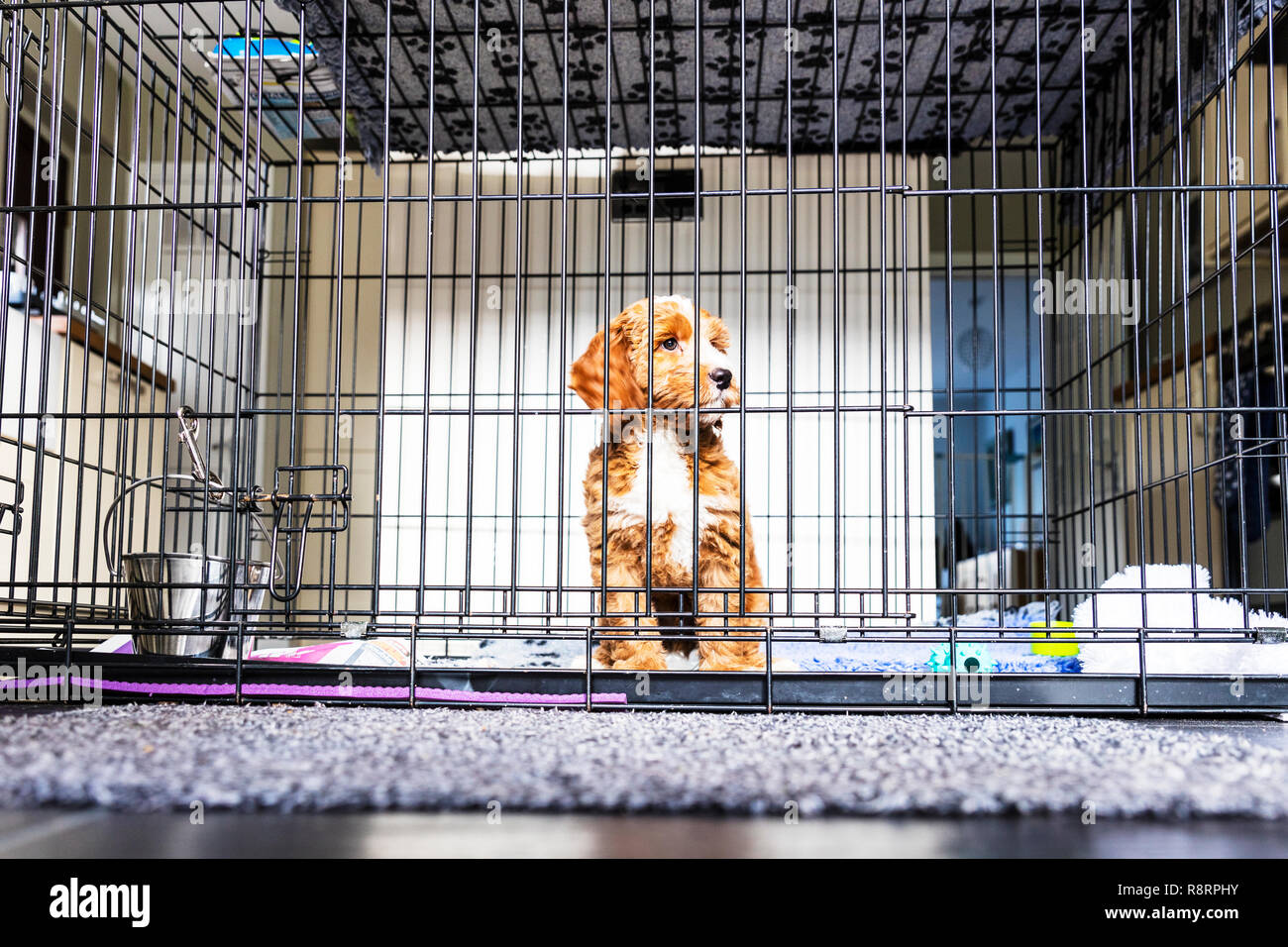 What Is A Dog Crate Used For