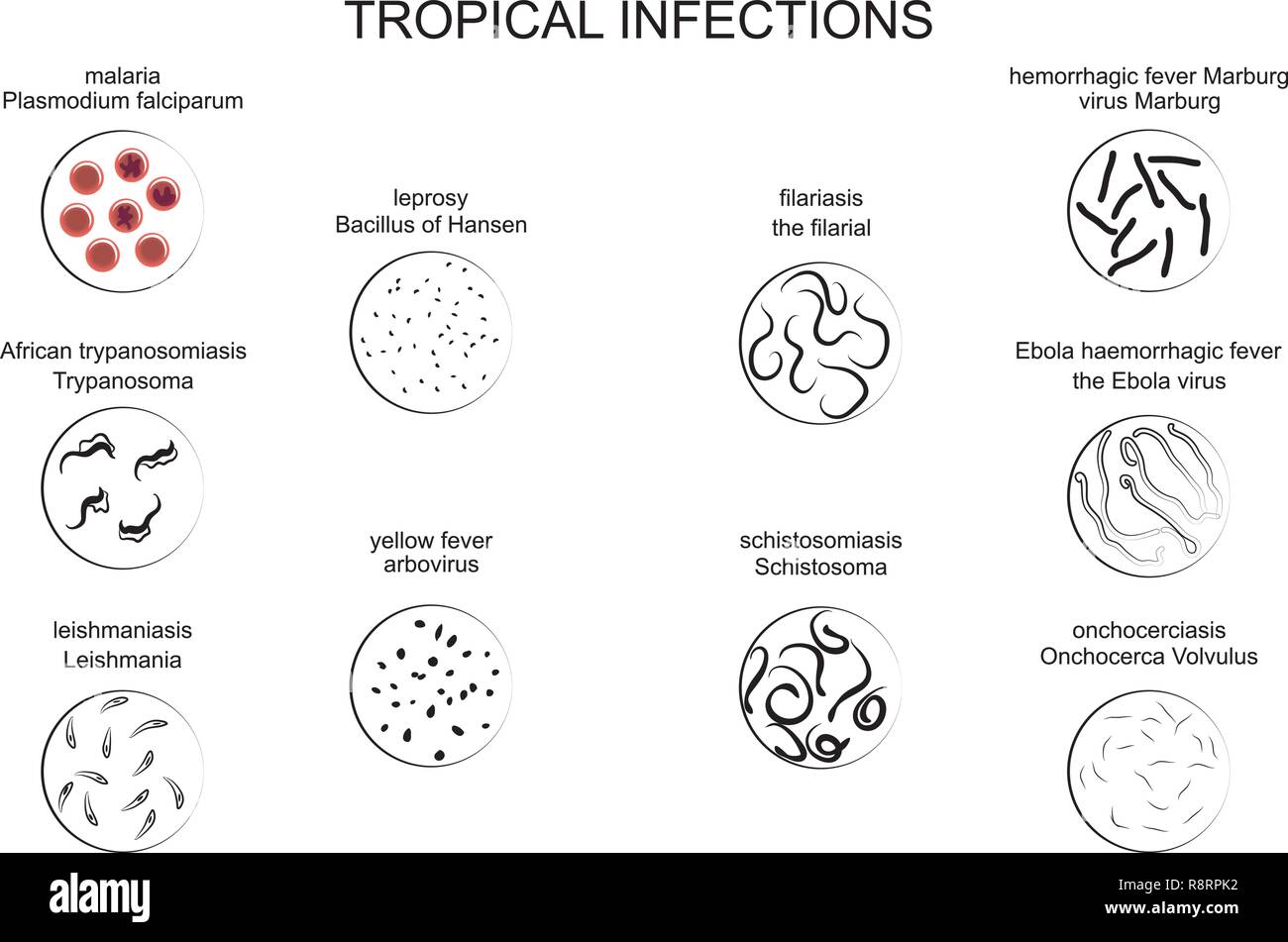 vector illustration of falciparum infections. Microbiology. the bacterial cell Stock Vector