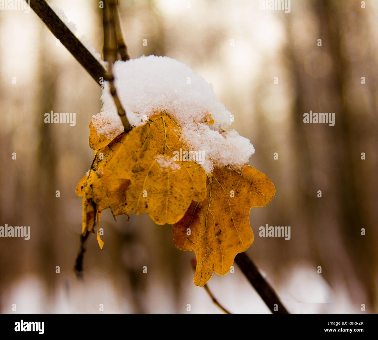 First snow on oak leaves Stock Photo