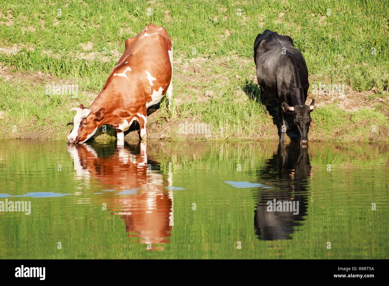 Cows Drinking Water Stock Photos & Cows Drinking Water Stock Images Alamy
