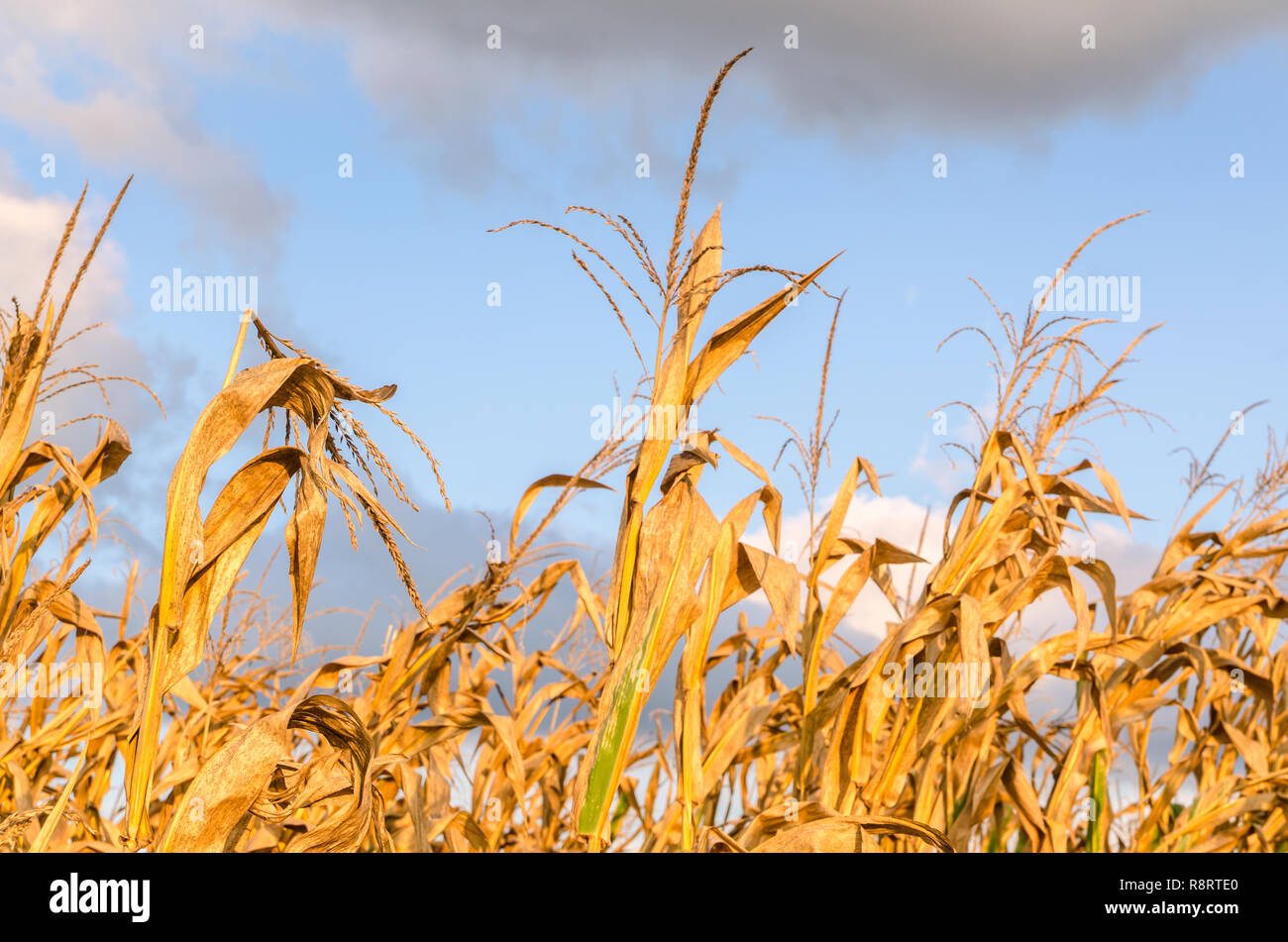 Greenwood mississippi hires stock photography and images Alamy