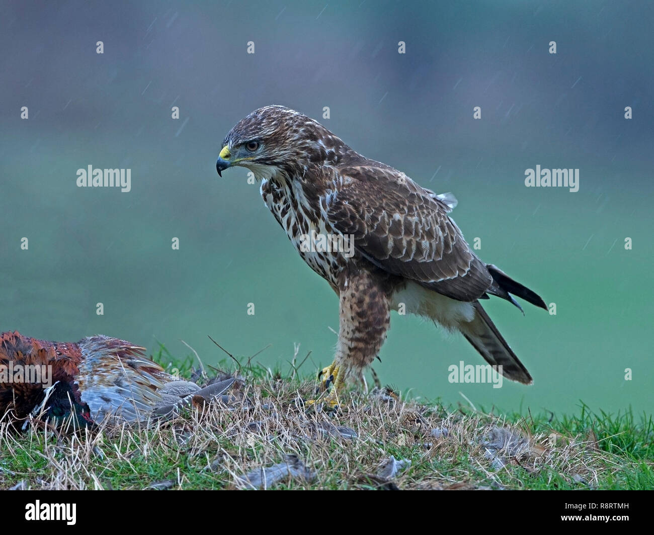 Common buzzard with prey Stock Photo - Alamy