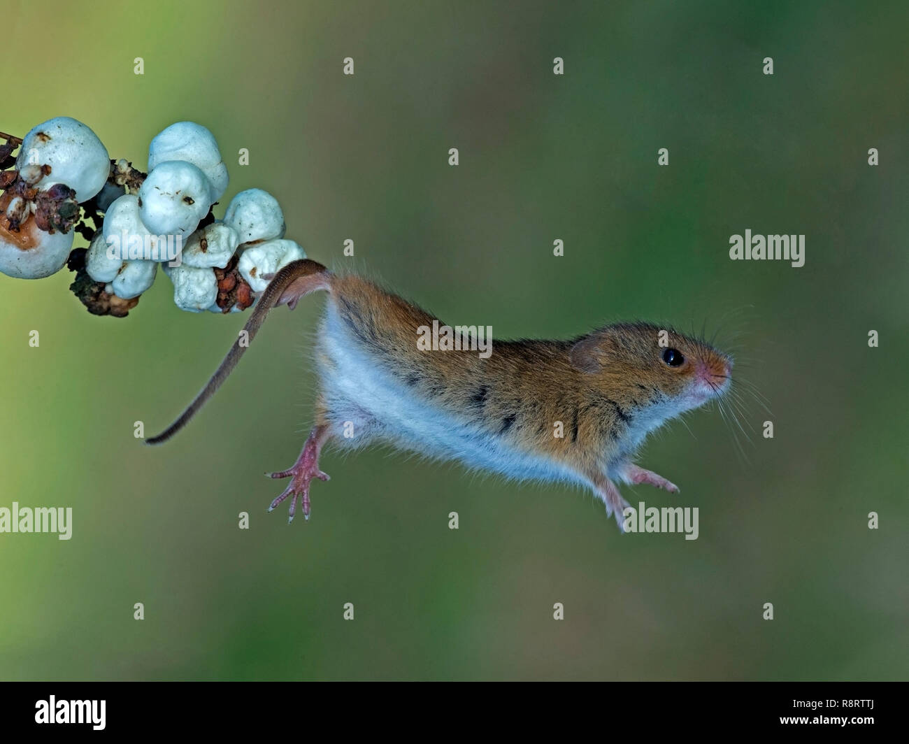 Jumping mouse hires stock photography and images Alamy