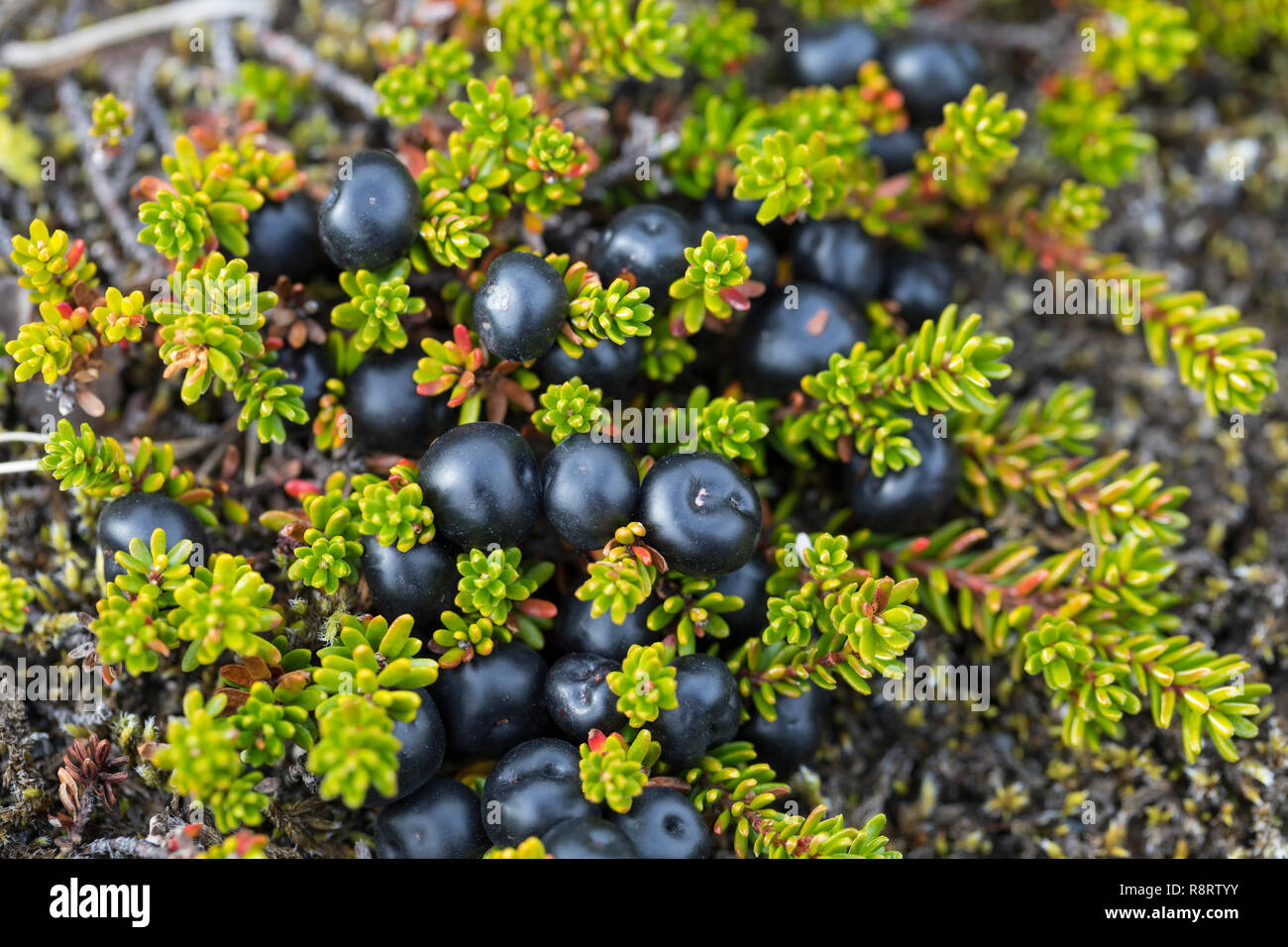 Schwarze Krähenbeere, Schwarze Krähen-Beere, Früchte, Beeren, Empetrum nigrum, Black Crowberry, blooming, Camarine noire Stock Photo