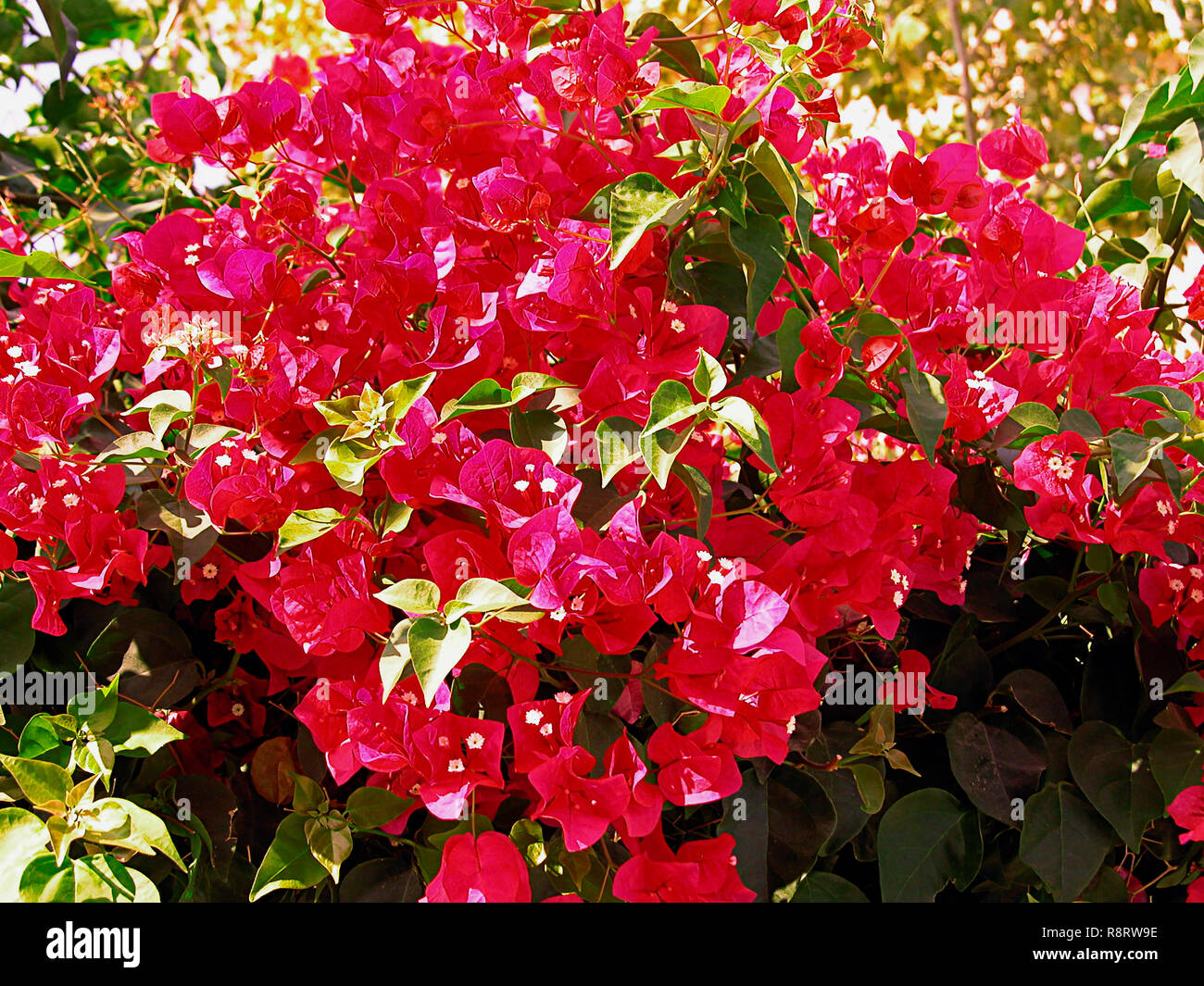 bougainvillea in garden, Kato Paphos, Cyprus Stock Photo Alamy