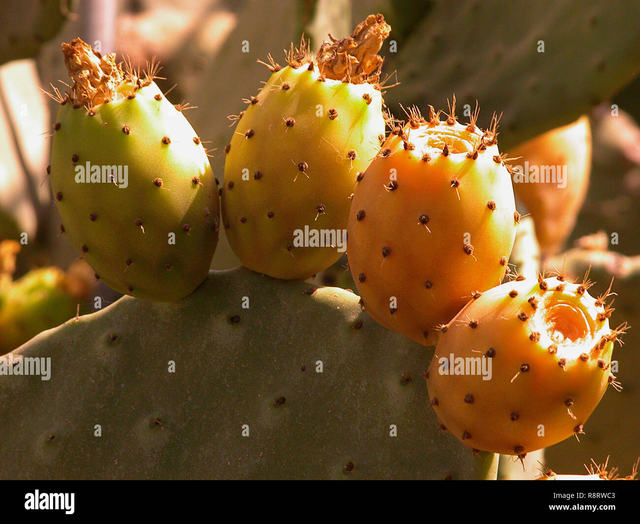 Opuntia (Prickly Pear) cactus fruits in closeup, Cyprus Stock Photo