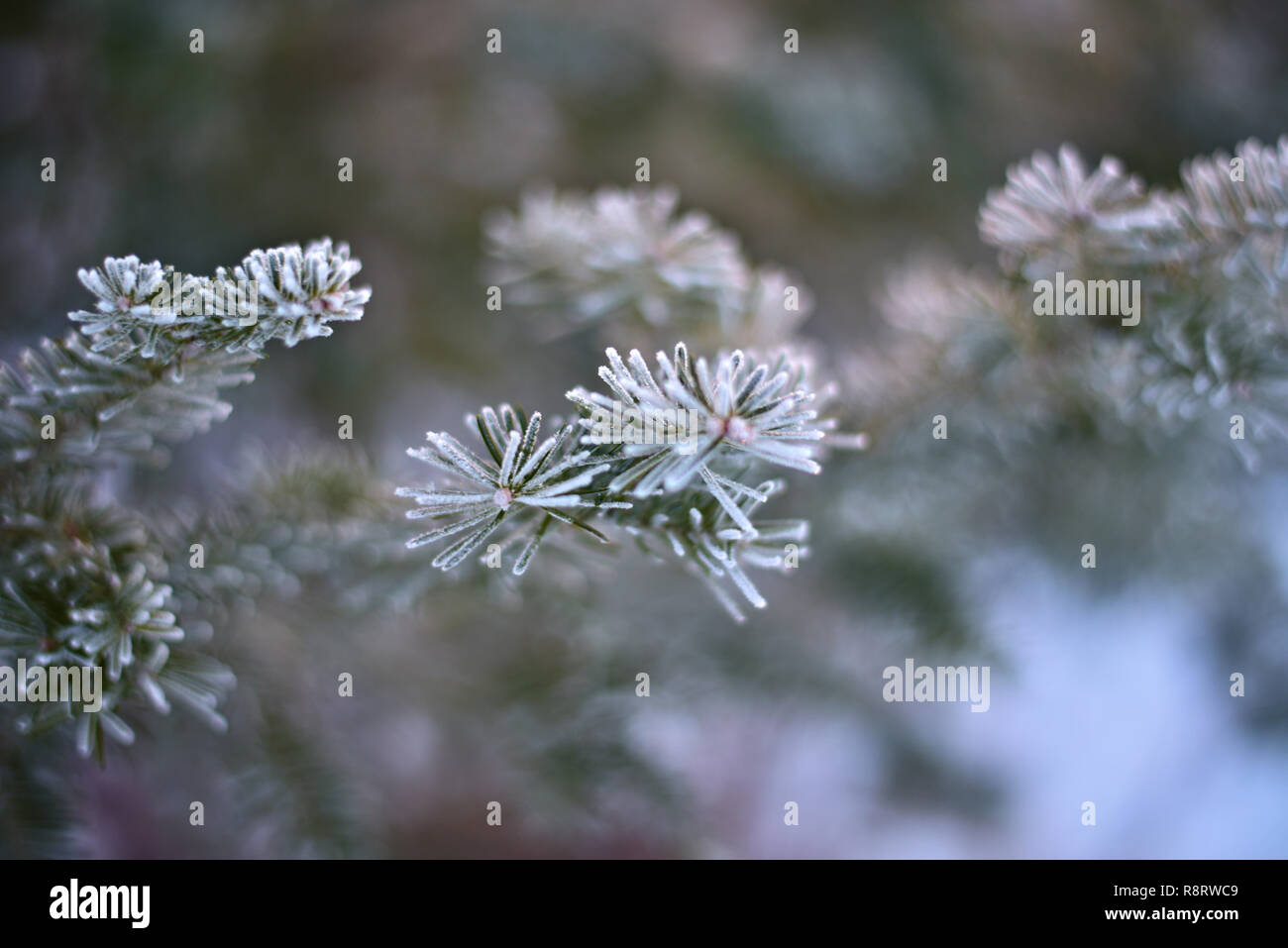 FROSTED PINE NEEDLES Stock Photo - Alamy
