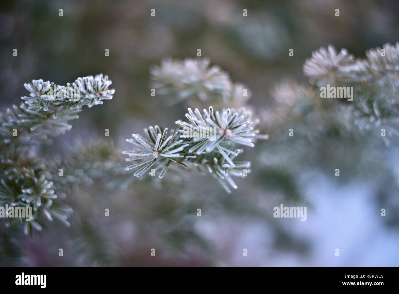 FROSTED PINE NEEDLES Stock Photo