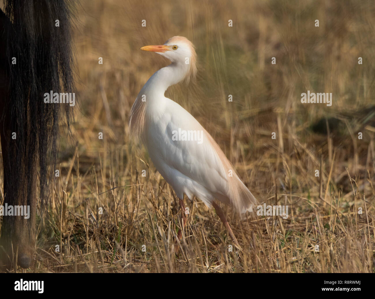 Cattle Egret (Bubulcus ibis) Stock Photo