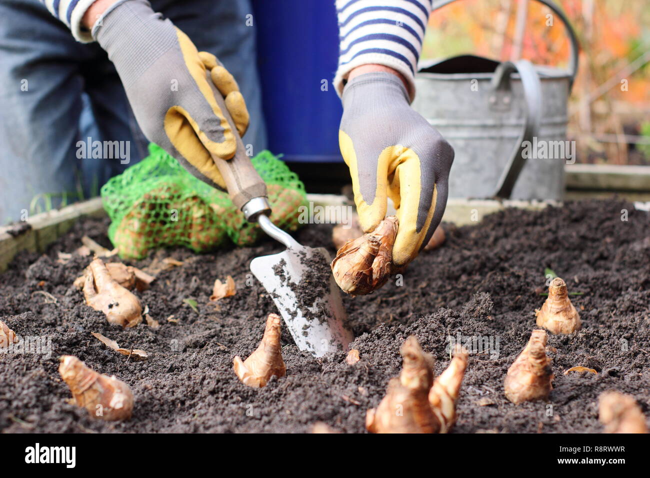 Narcissus. Planting daffodil bulbs with a hand trowel for spring, November, UK Stock Photo
