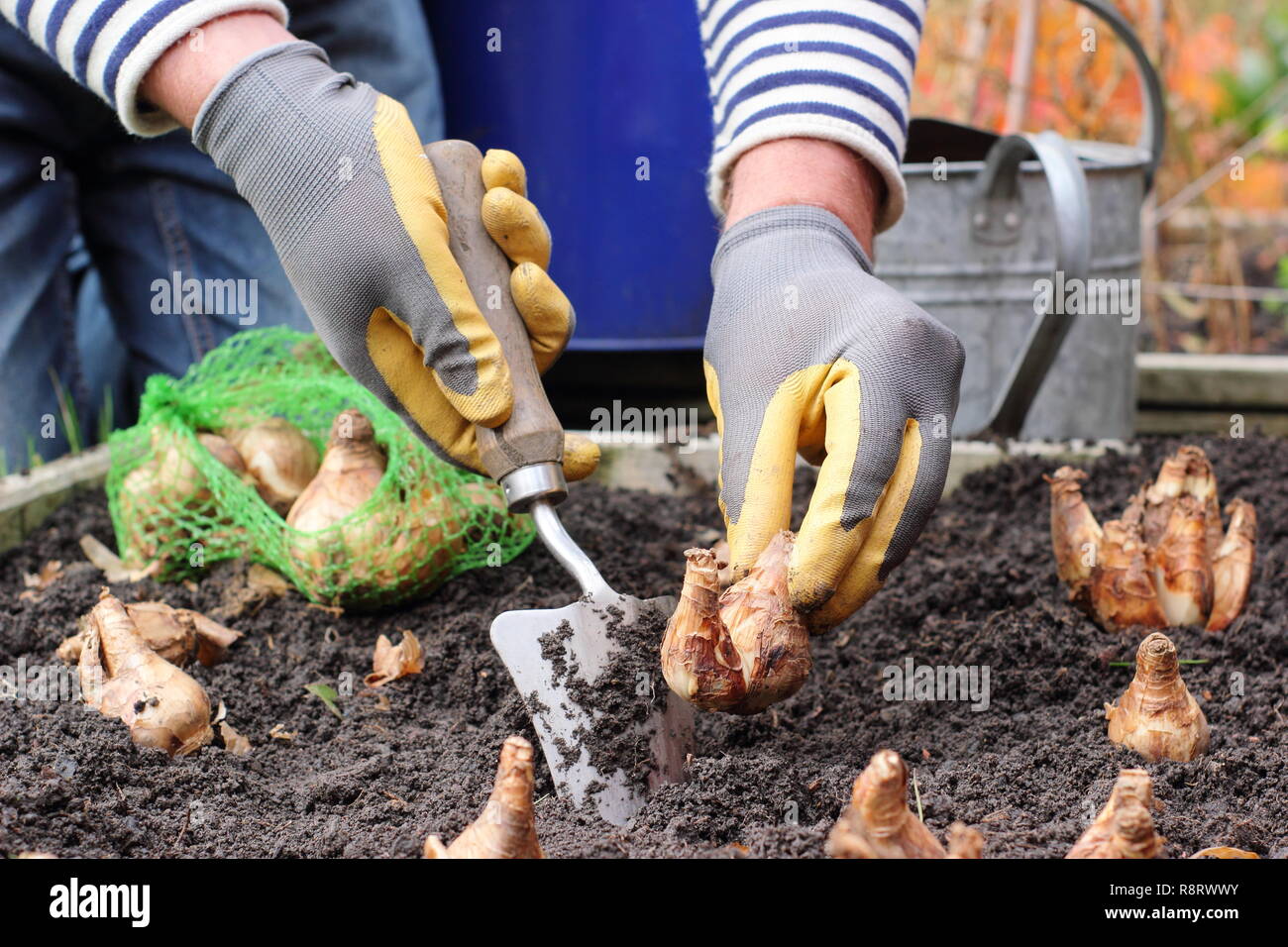 Narcissus. Planting daffodil bulbs with a hand trowel for spring, November, UK Stock Photo