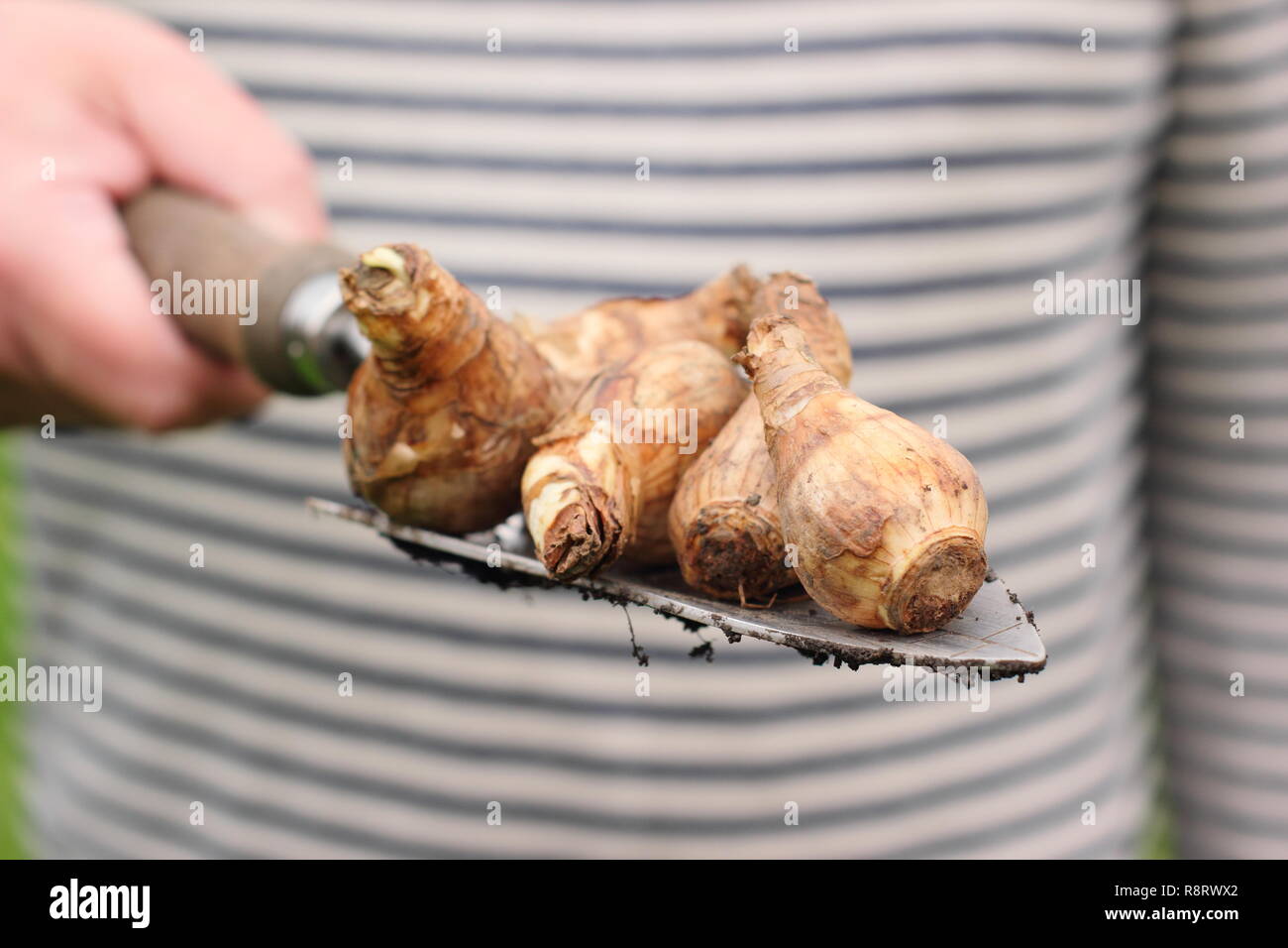 Planting daffodil bulbs hires stock photography and images Alamy