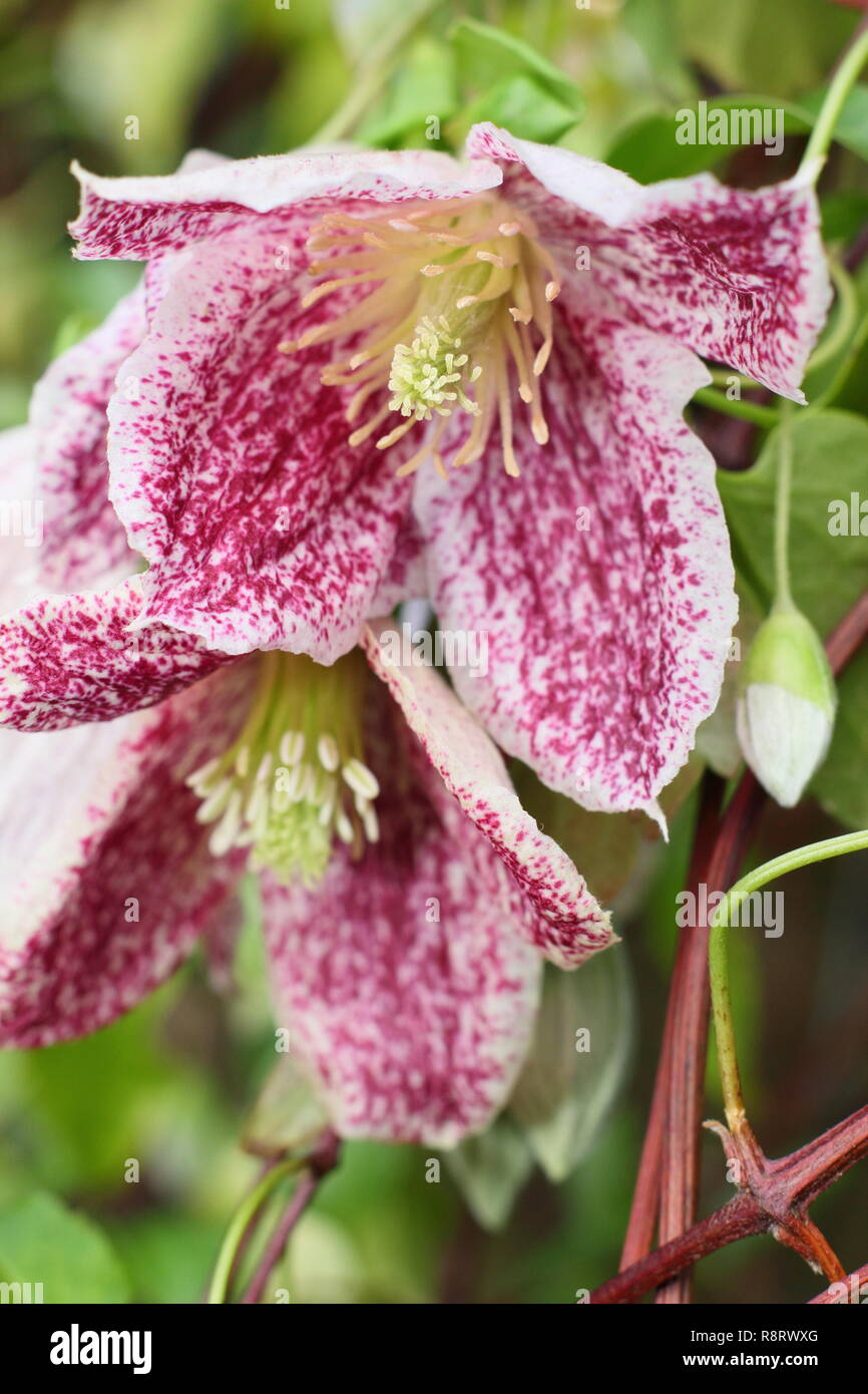 Autumn Flowering Clematis Stock Photos & Autumn Flowering ...