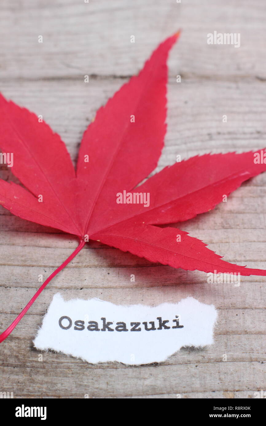 Acer palmatum 'Osakazuki' Japanese maple displaying red autumn colour, in November, UK Stock Photo