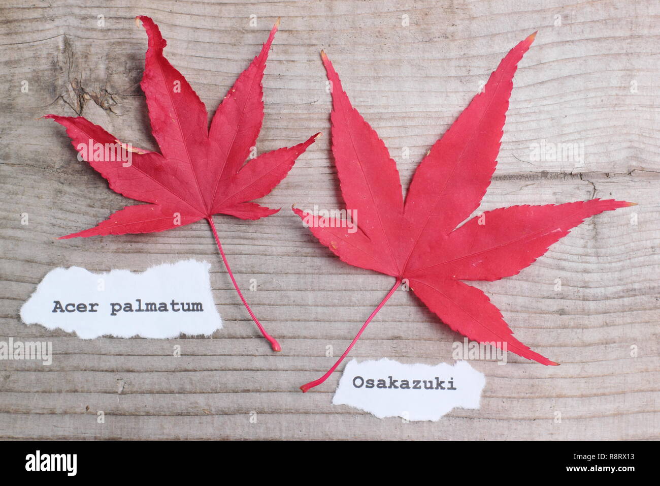 Acer palmatum 'Osakazuki' Japanese maple displaying red