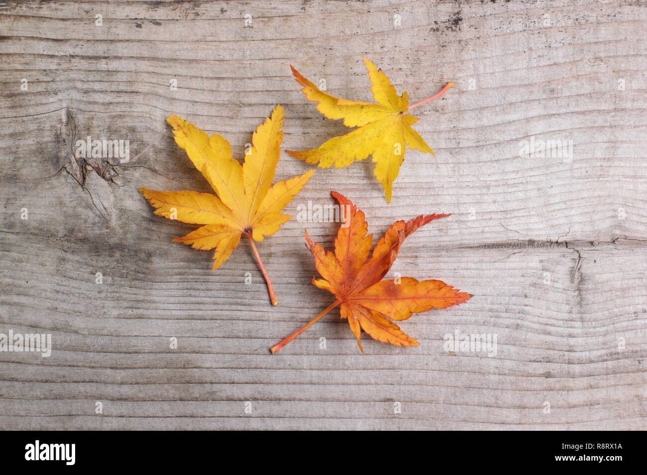 Acer palmatum 'Shishigashira' Japanese maple leaves showing autumn colour in November, UK Stock Photo