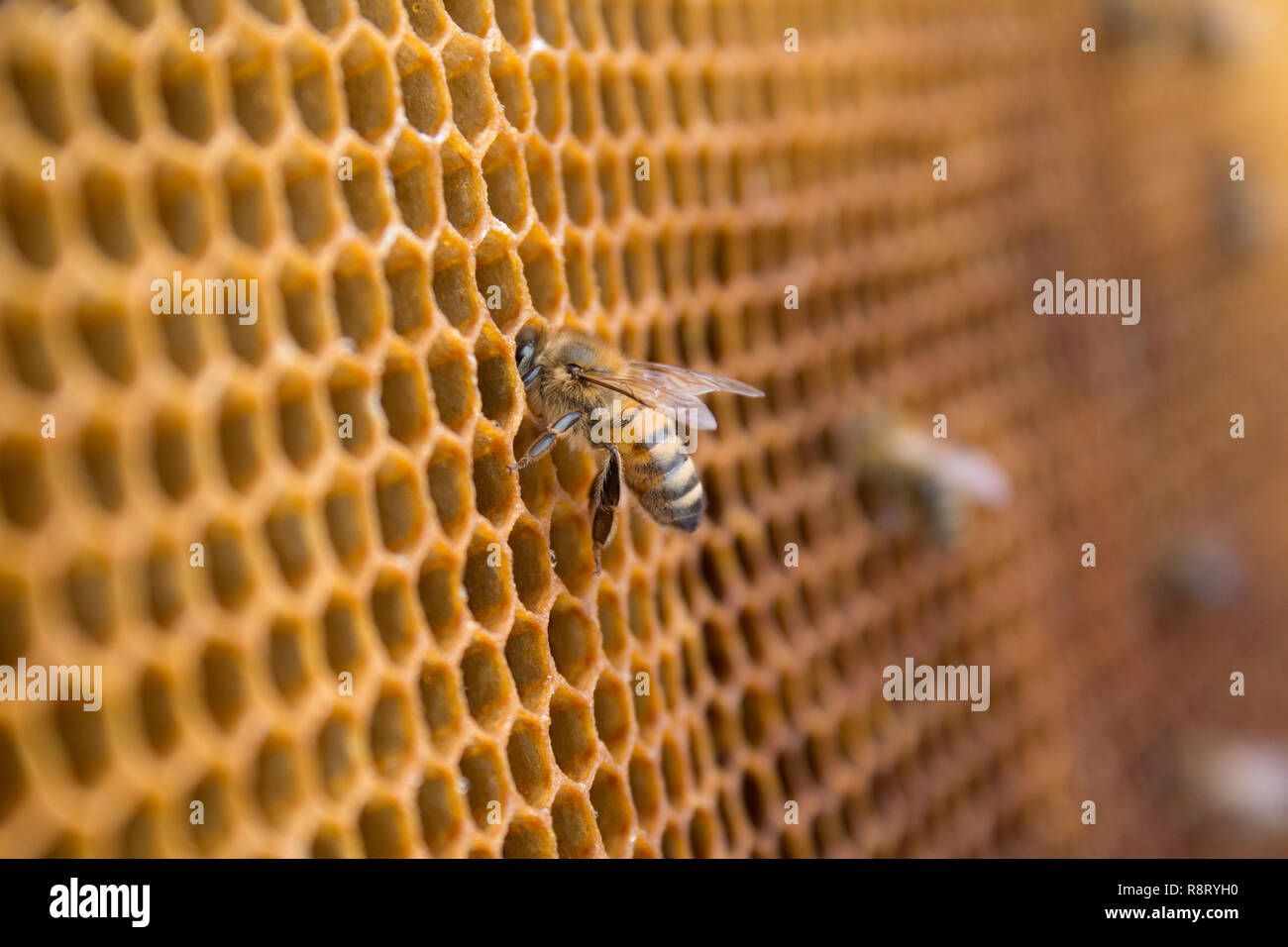 Honey bees working on a honeycomb hexagonal structure in the beehive Stock Photo