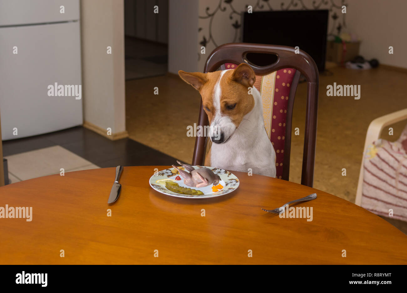 Basenji shows dissatisfaction looking at this strange body that master-waiter put on canine dish Stock Photo