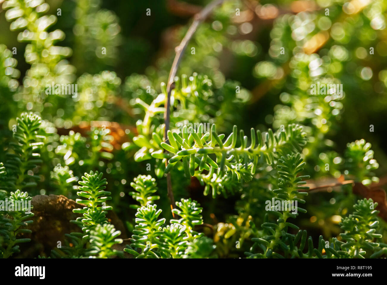 Green gold moss stonecrop also called sedum acre plant ,the leaves are shortly cylindrical with rounded tip , high contrast Stock Photo