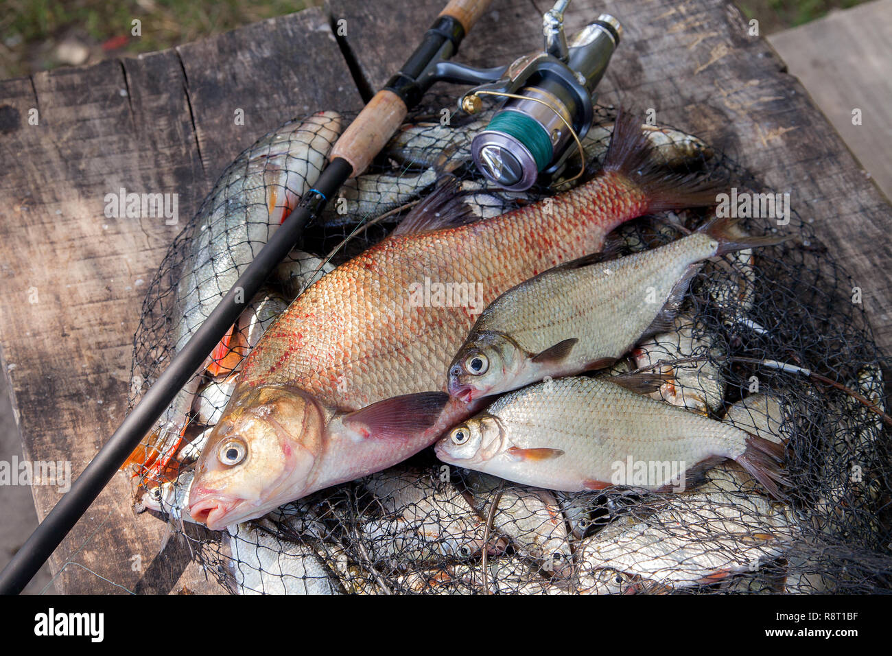 Fishing concept, trophy catch - big freshwater common bream known as bronze bream or carp bream (Abramis brama), several white bream or silver bream o Stock Photo