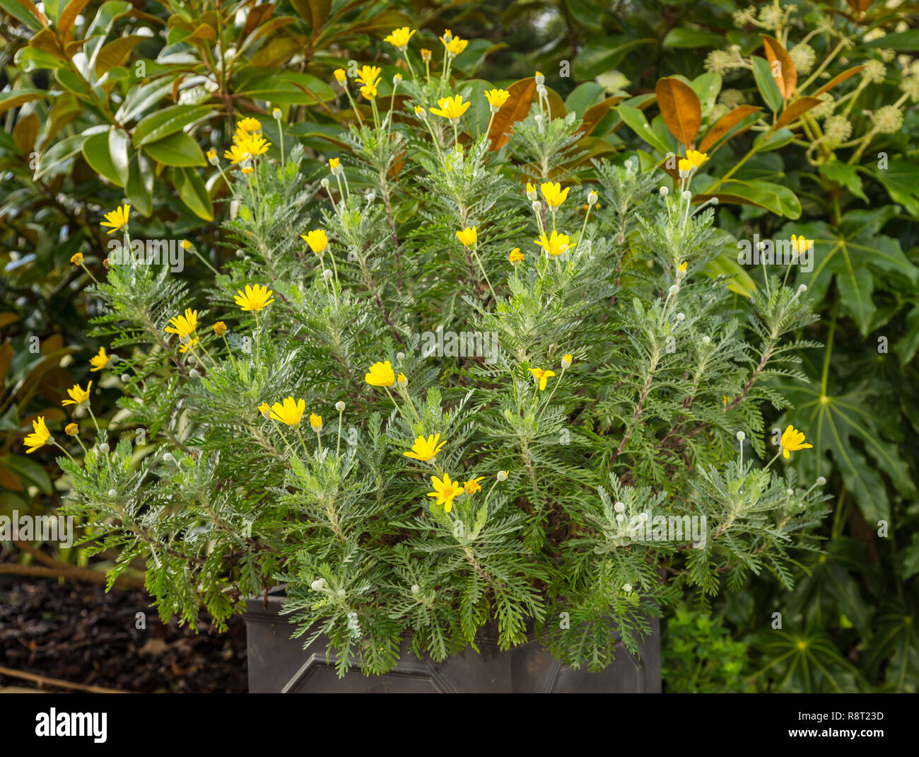 Euryops pectinatus, African daisy,growing in a pot,  flowering in winter, Devon, UK Stock Photo