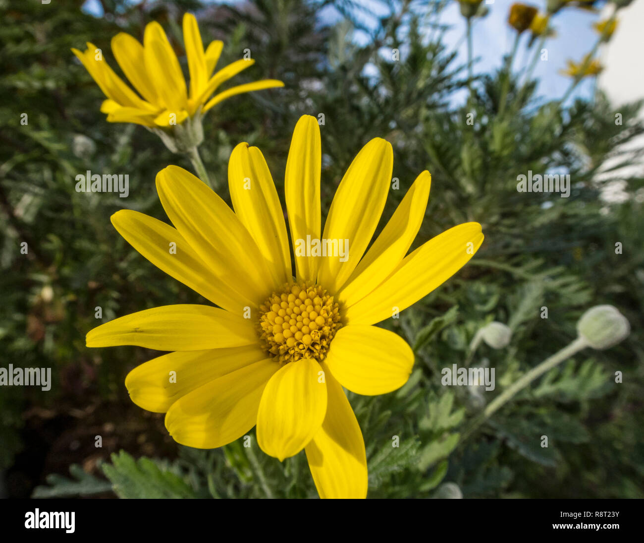 Euryops pectinatus, African daisy,flowering in winter, Devon, UK Stock Photo