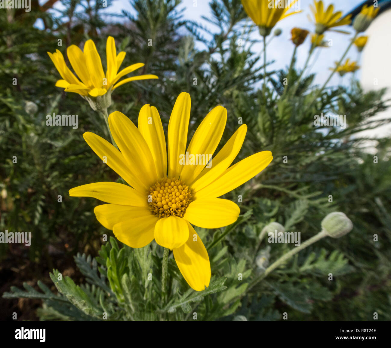 Euryops pectinatus, African daisy,flowering in winter, Devon, UK Stock Photo