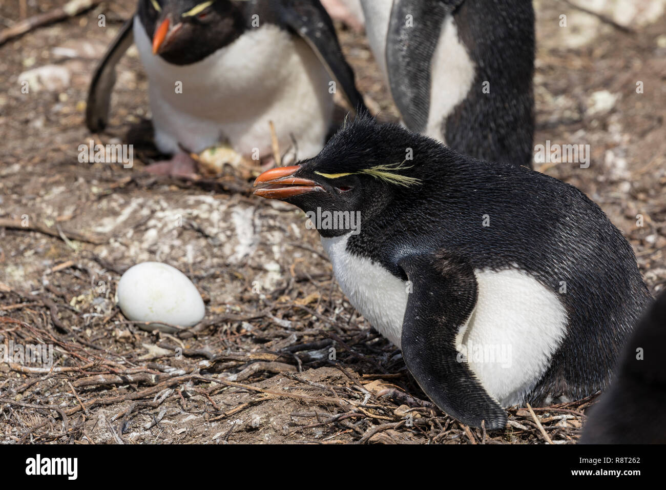 Penguin Hatching High Resolution Stock Photography and Images - Alamy