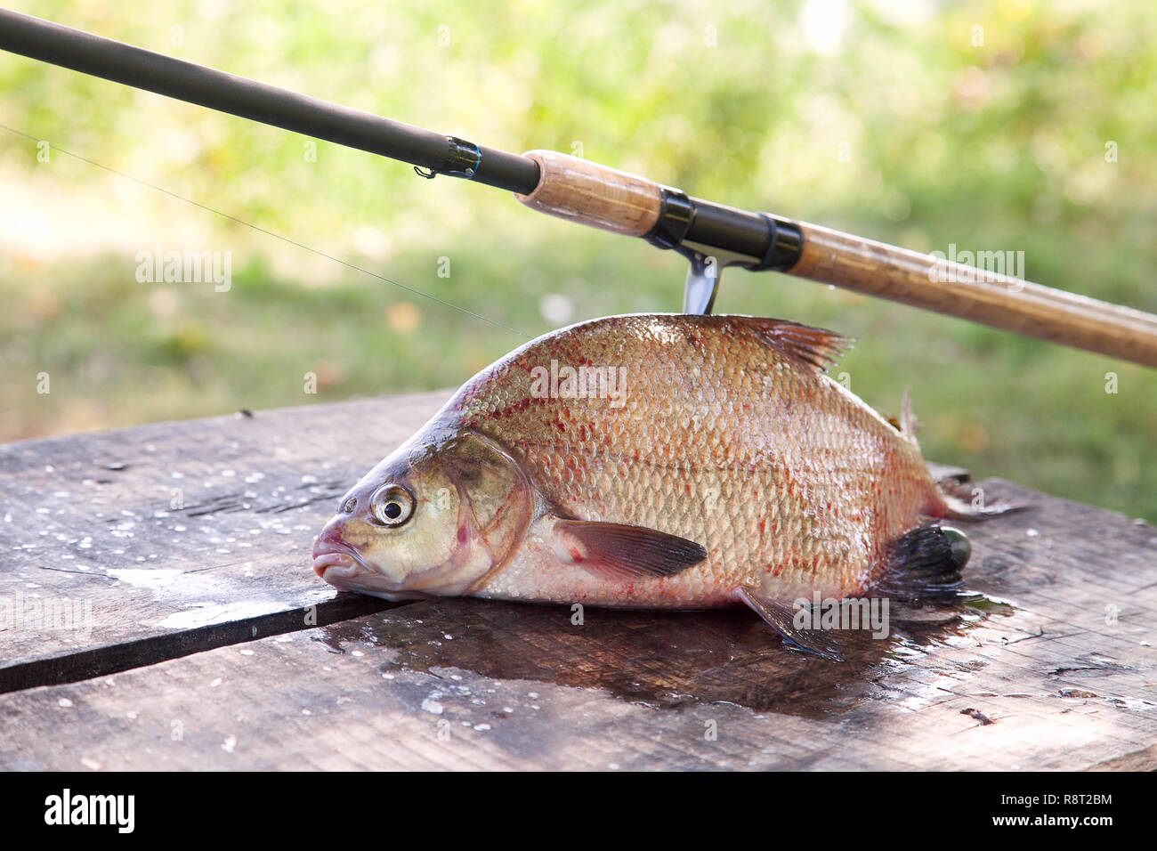 Fishing concept, trophy catch - just taken from the water big freshwater  common bream known as bronze bream or carp bream (Abramis brama) and fishing  Stock Photo - Alamy
