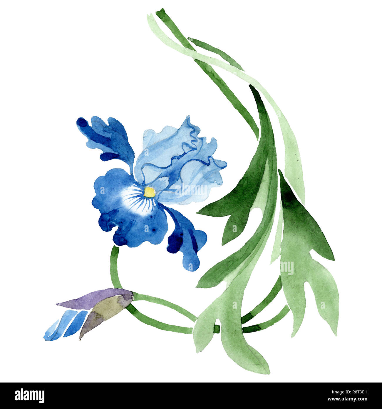 Blue iris plant Stock Vector Images - Alamy