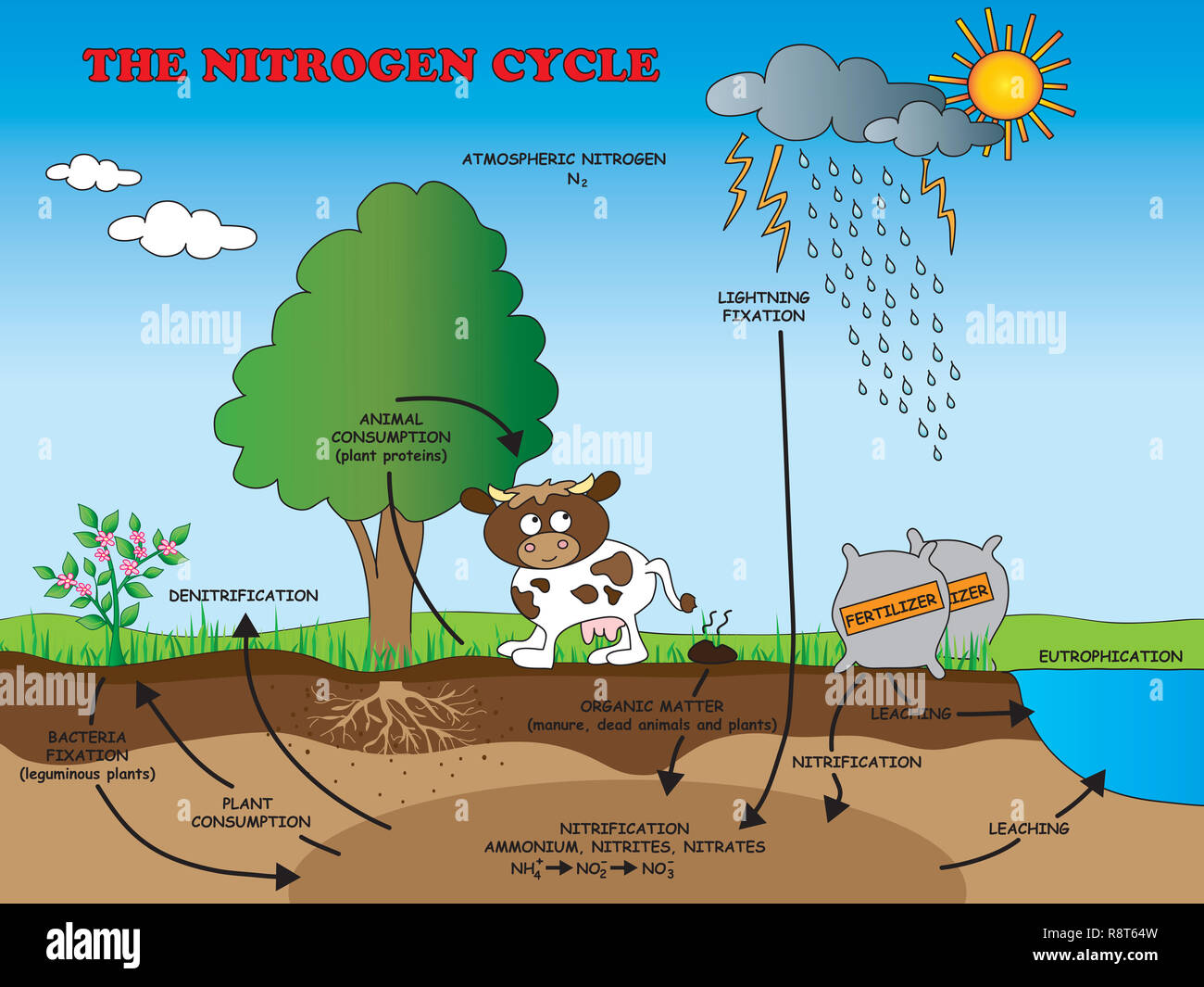 illustration of nitrogen cycle for school Stock Photo Alamy