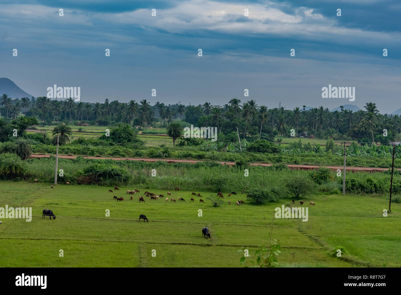top view of  lot of livestock are grazing of greenery field with village road crossing near. Stock Photo