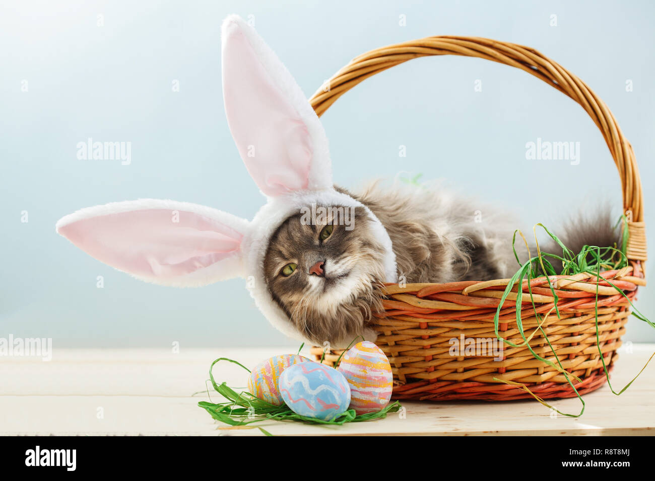 Bunny ears hires stock photography and images Alamy