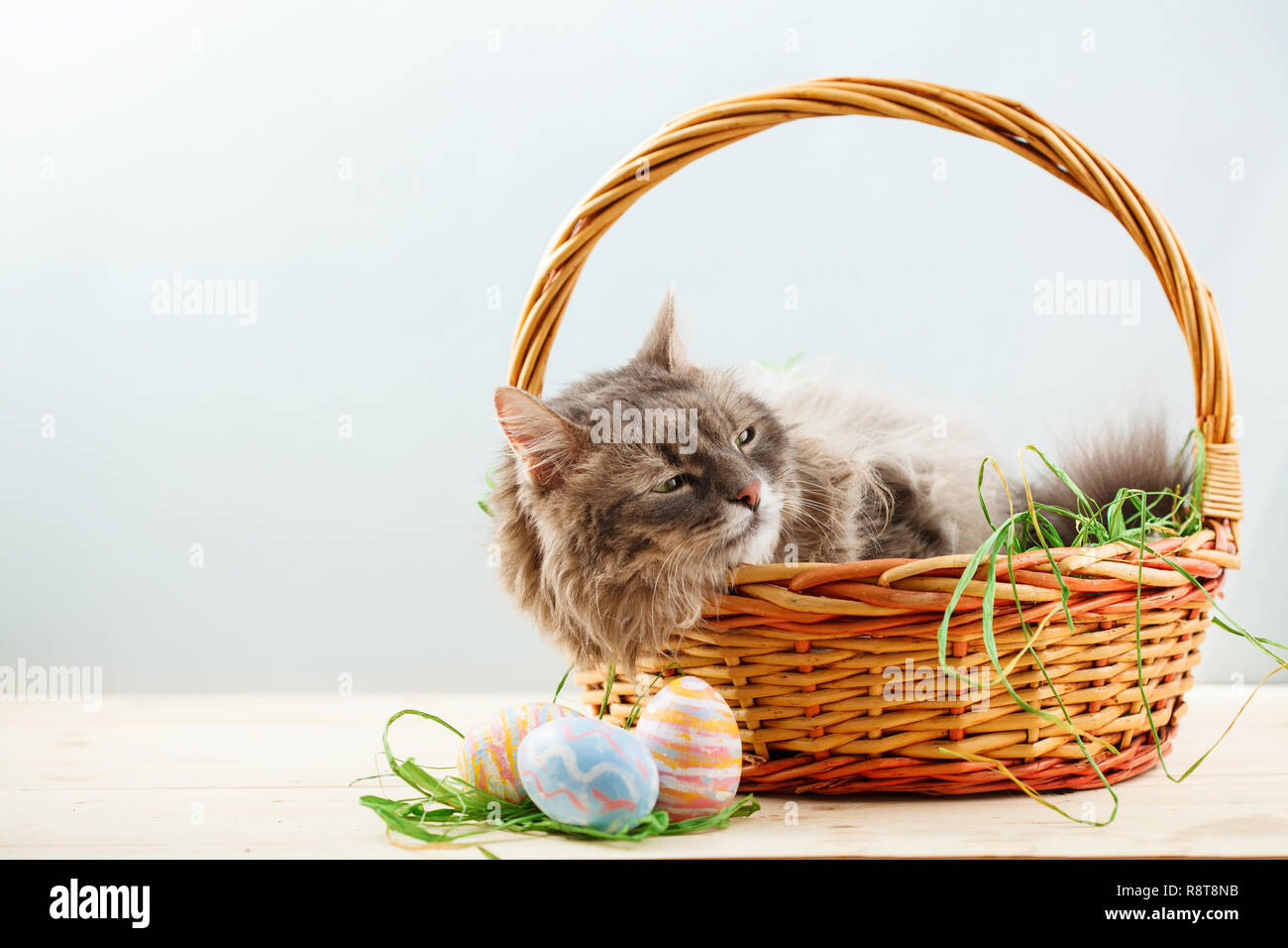 Gray fluffy cat in easter basket with easter eggs Stock Photo Alamy