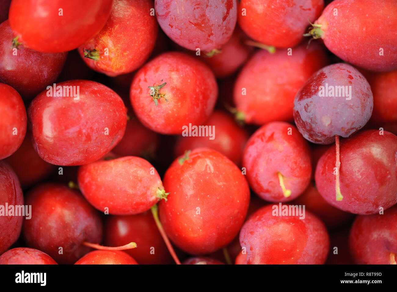 small cherry red wild apple Stock Photo