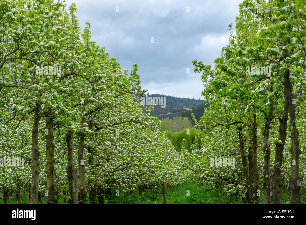 Apple trees with new lime green leaves and white blosom in rows in orchard Stock Photo Alamy