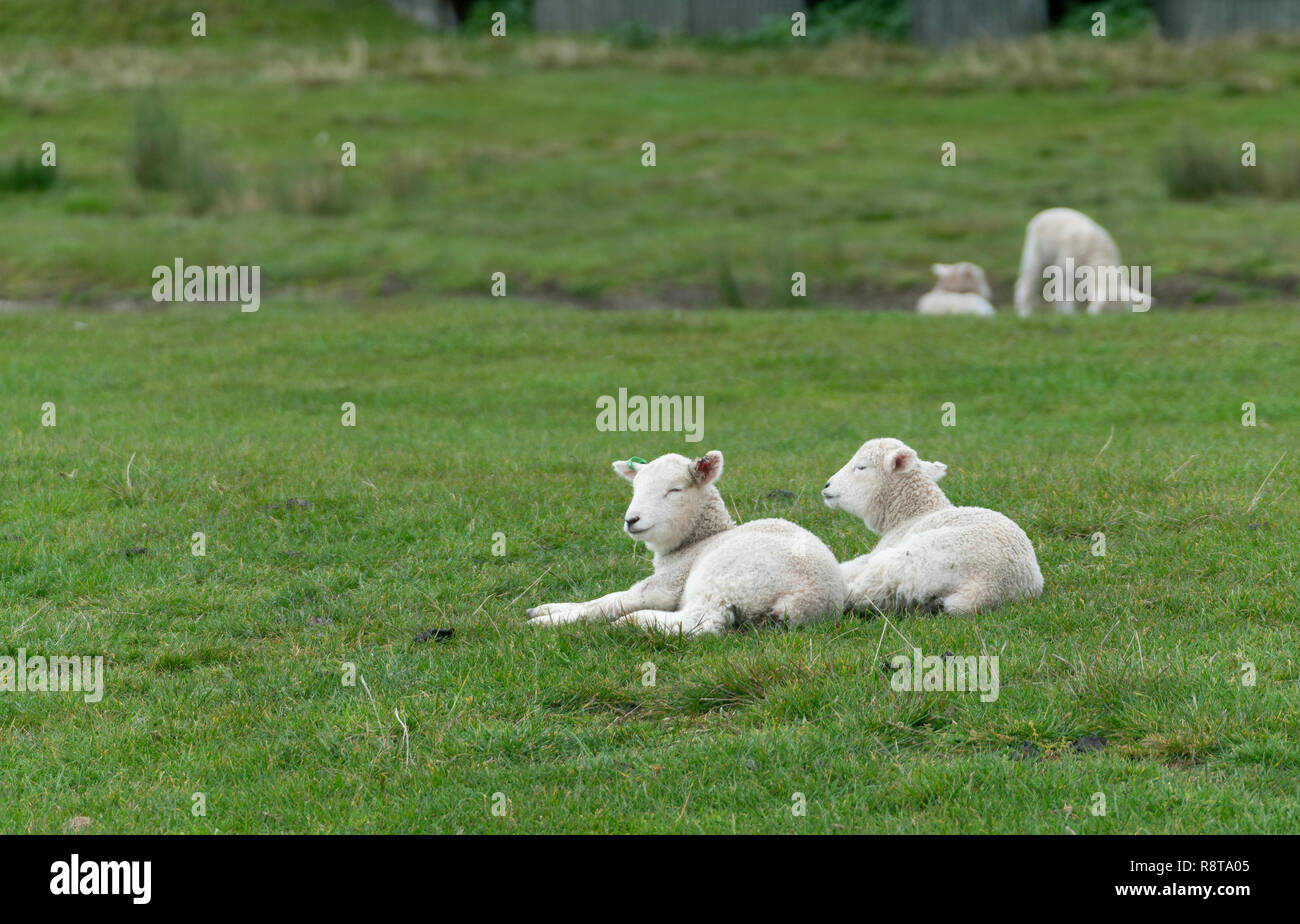 lambs recling on farm in New Zealand Stock Photo