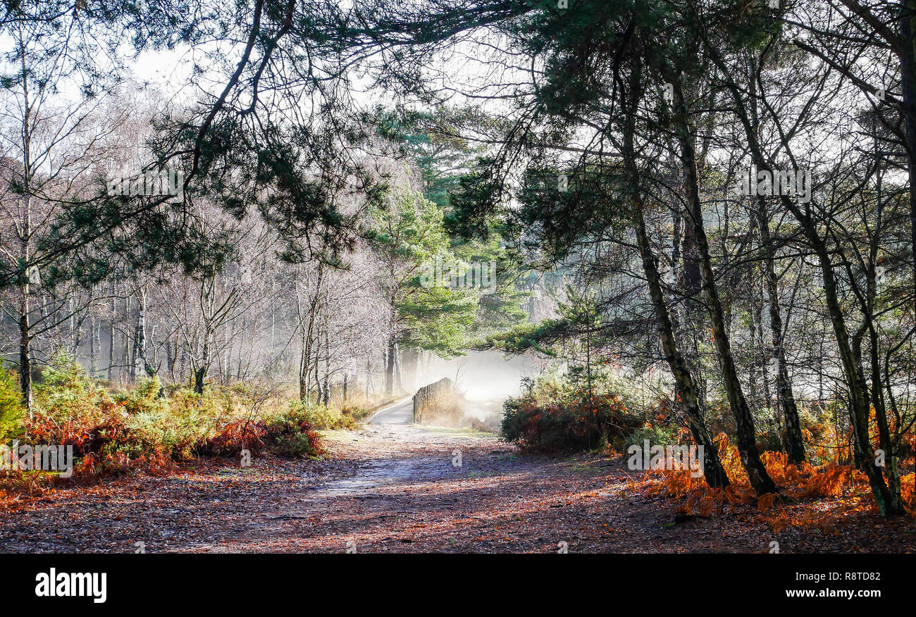 After a very wet few days the sun shone bring moisture from the ground to create some mist. Credit  Alamy Live News Suzanne McGowan Stock Photo