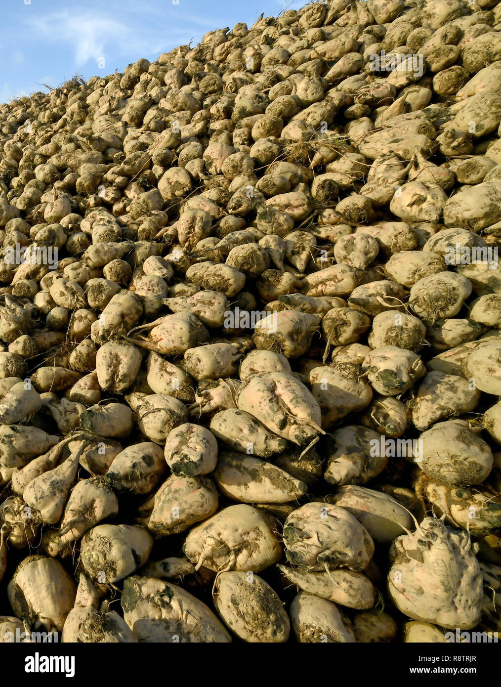 03 December 2018, Lower Saxony, Auetal/Ot Poggenhagen: Sugar beets lie on the edge of a field near Poggenhagen in the district of Schaumburg. Photo: Holger Hollemann/dpa Stock Photo