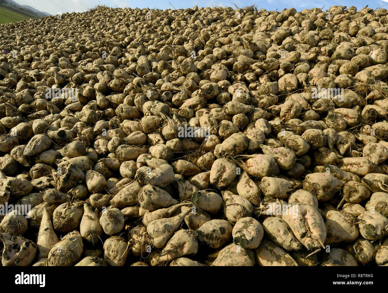 03 December 2018, Lower Saxony, Auetal/Ot Poggenhagen: Sugar beets lie on the edge of a field near Poggenhagen in the district of Schaumburg. Photo: Holger Hollemann/dpa Stock Photo