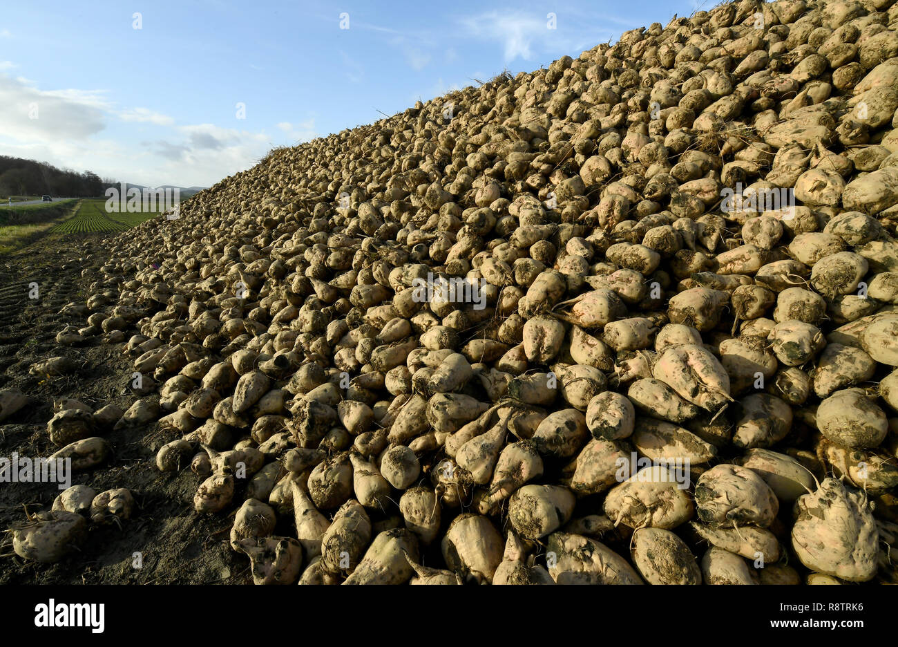 03 December 2018, Lower Saxony, Auetal/Ot Poggenhagen: Sugar beets lie on the edge of a field near Poggenhagen in the district of Schaumburg. Photo: Holger Hollemann/dpa Stock Photo