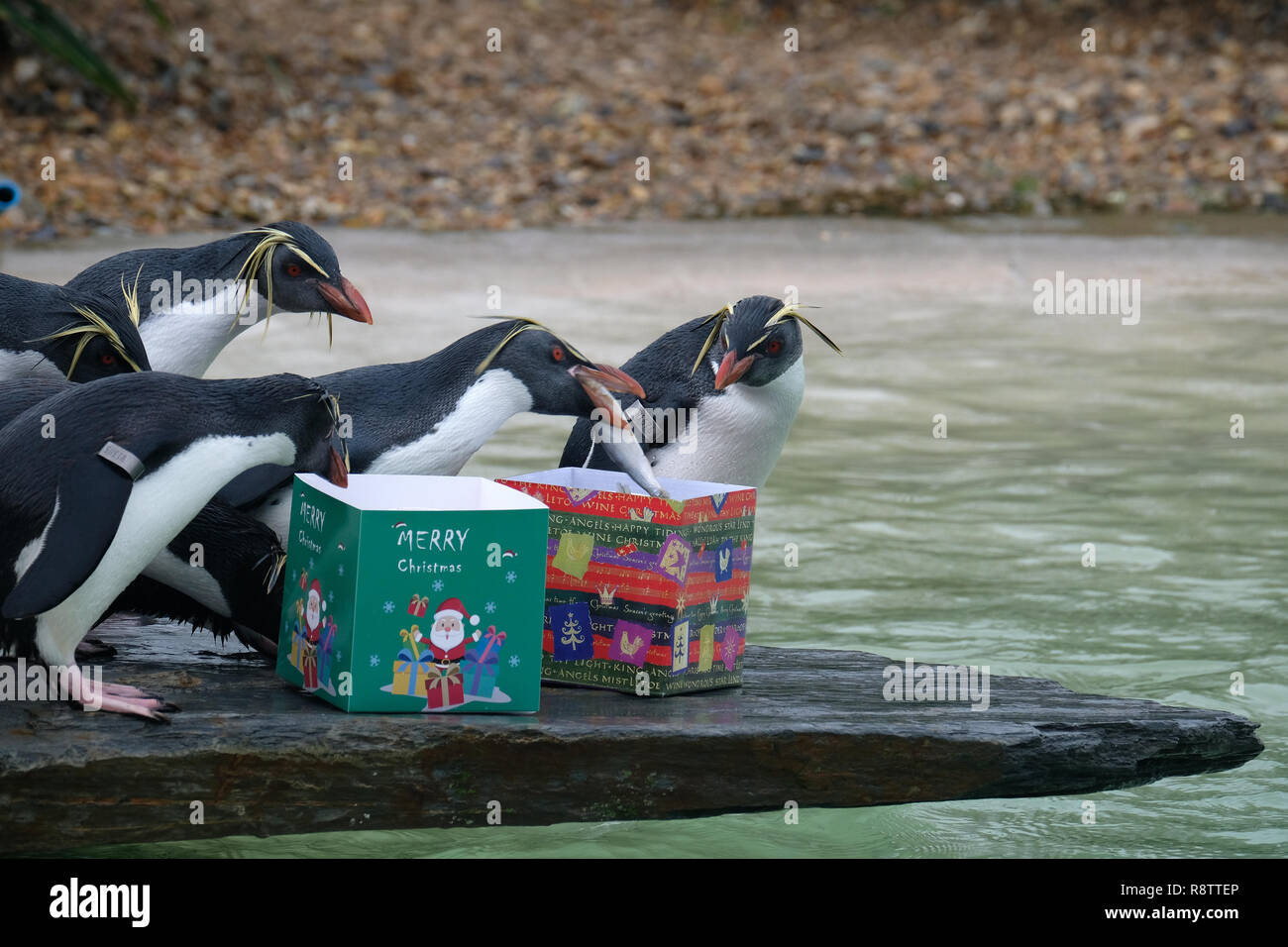 ZSL Whipsnade: Bedfordshire. UK 18th December 2018. Rockhopper penguins getting an early Christmas present of their favourite fish 'credit Stuart Rose/Alamy Live News' Stock Photo
