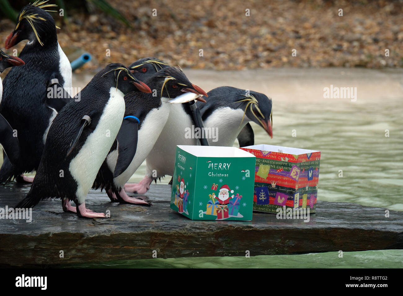 ZSL Whipsnade: Bedfordshire. UK 18th December 2018. Rockhopper penguins getting an early Christmas present of their favourite fish 'credit Stuart Rose/Alamy Live News' Stock Photo