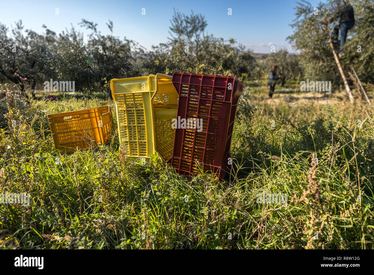 Olive Harvest In Italian Olive Tree Plantation Baskets Stock Photo Alamy