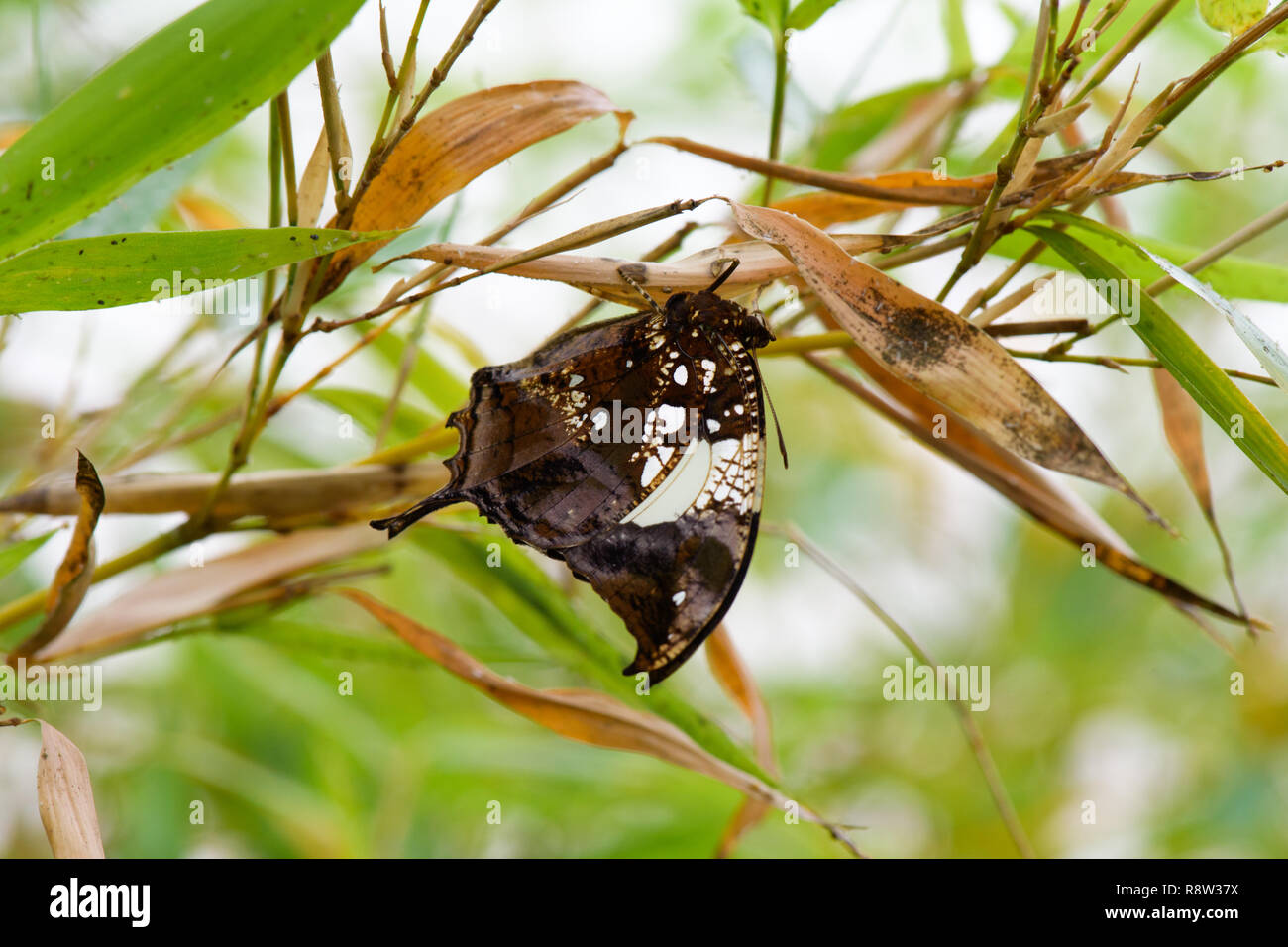 Consul Fabius Nymphalidae leafwing butterfly insect hi-res stock photography and ...