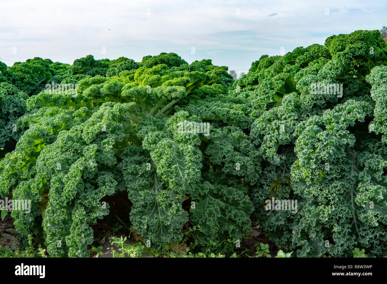 Green ripe kale or curly leaf cabbage growing on farm field, ready to